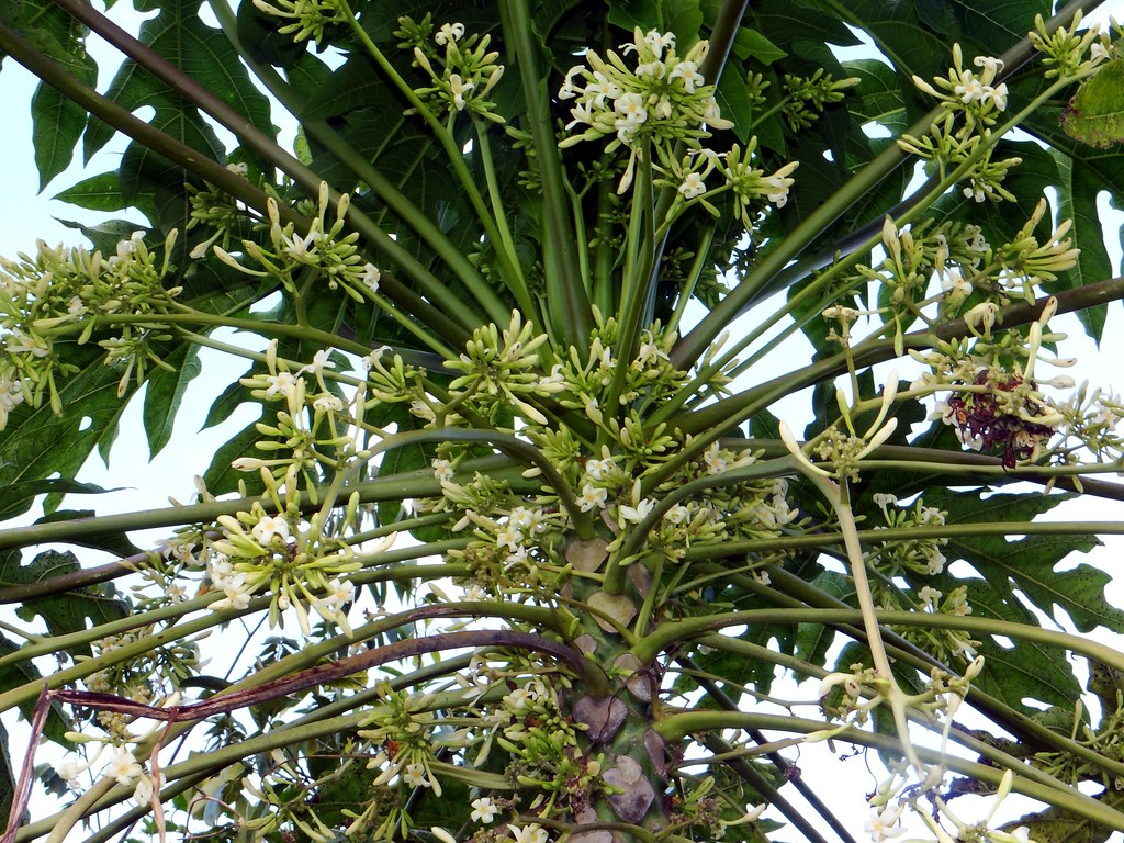 Hạt Giống Đu đủ đực