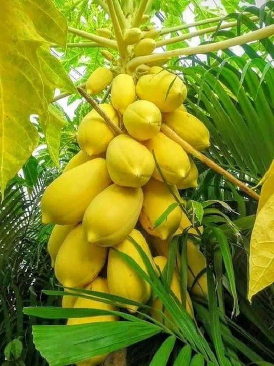 Hạt Giống Đu đủ da vàng cành vàng F1