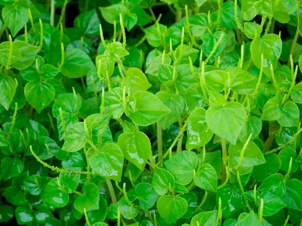 Hạt Giống Rau càng cua