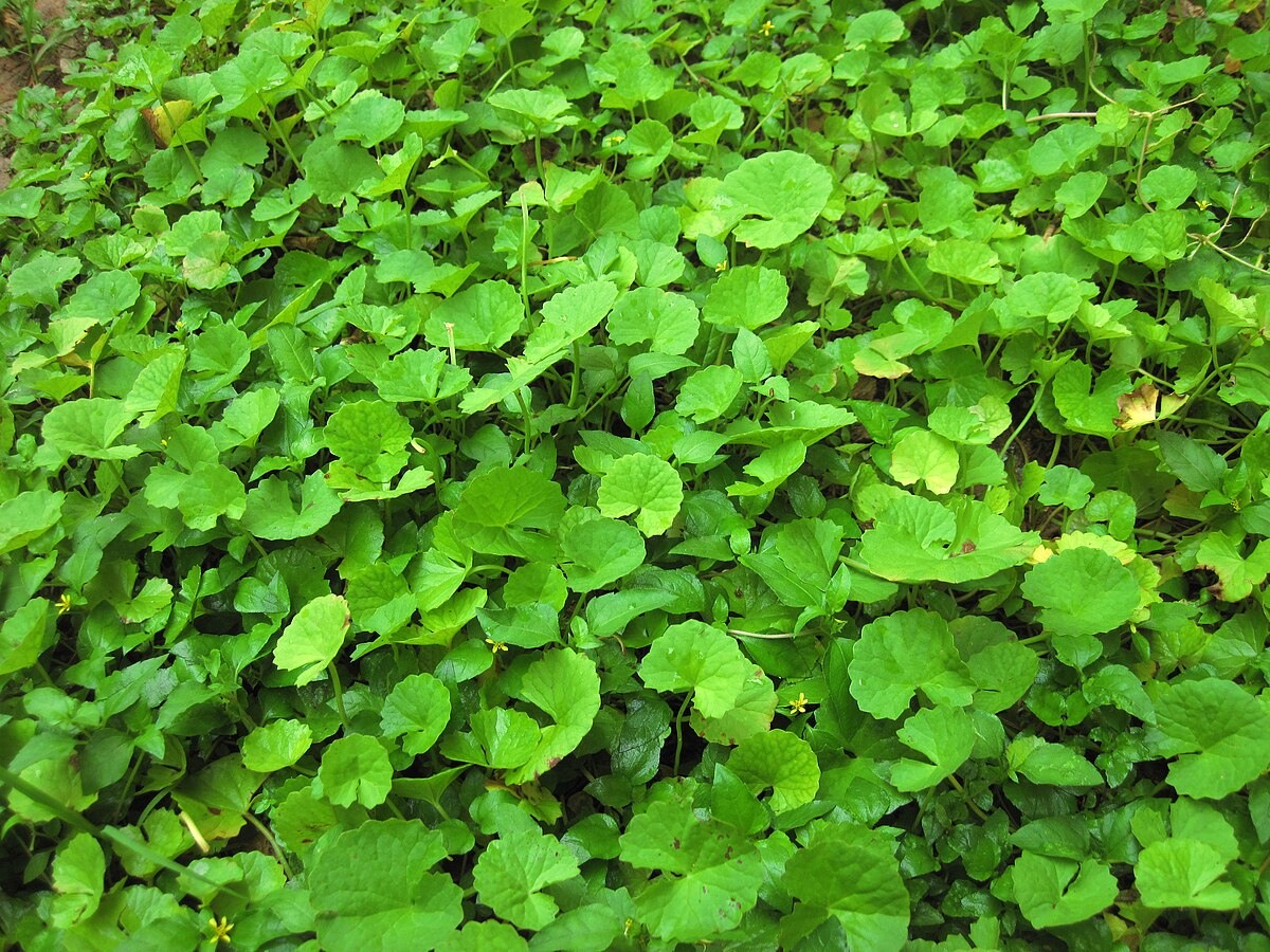Hạt Giống Rau má lá nhỏ