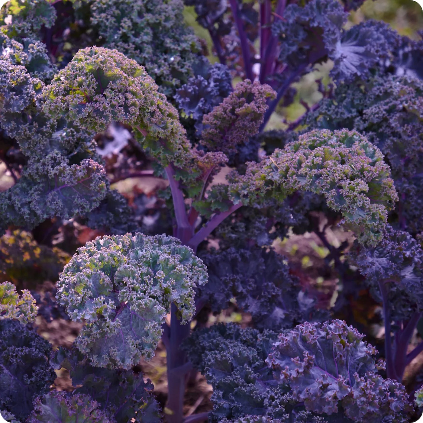 Hạt Giống Cải kale xoăn tím Scarlet Kale