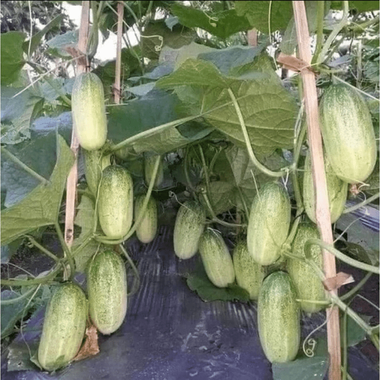 bi-kip-trong-dua-chuot-meo Hạt Giống Dưa chuột mèo bản địa
