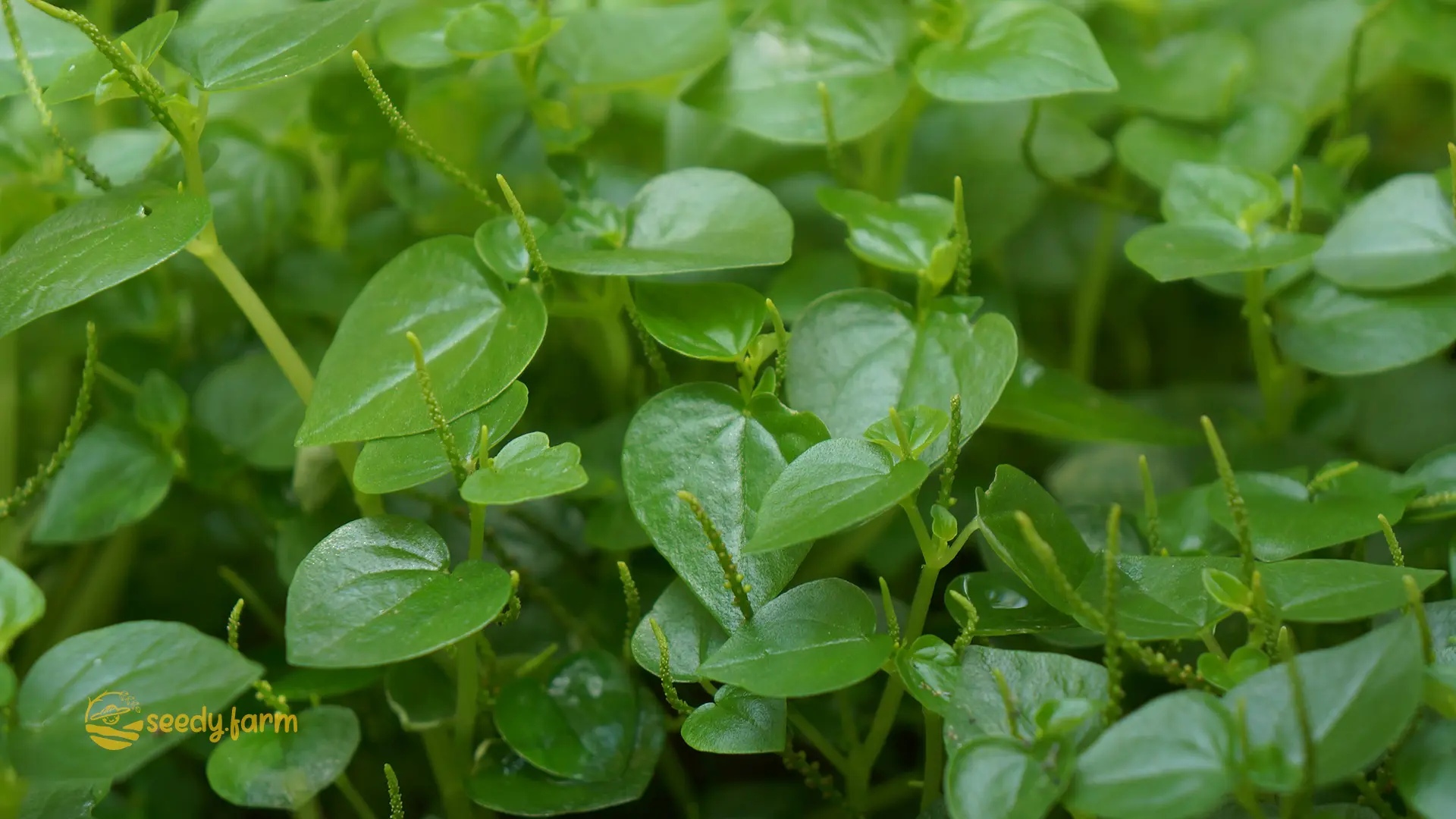 Hạt Giống Rau càng cua