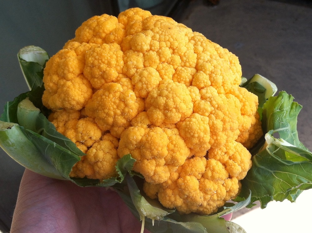 orange-caulifower Hạt Giống Súp lơ Cam F1