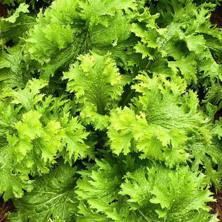 Hạt Giống Cải mù tạt Wasabi Nhật Bản F1