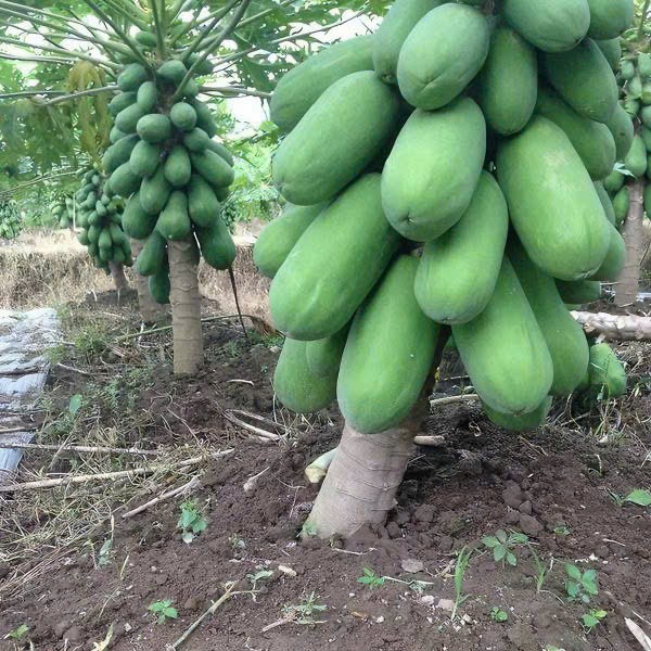 Hạt Giống Đu đủ lùn ruột vàng