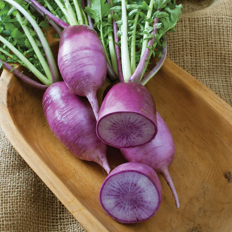 Hạt Giống Củ cải tím Daikon F1