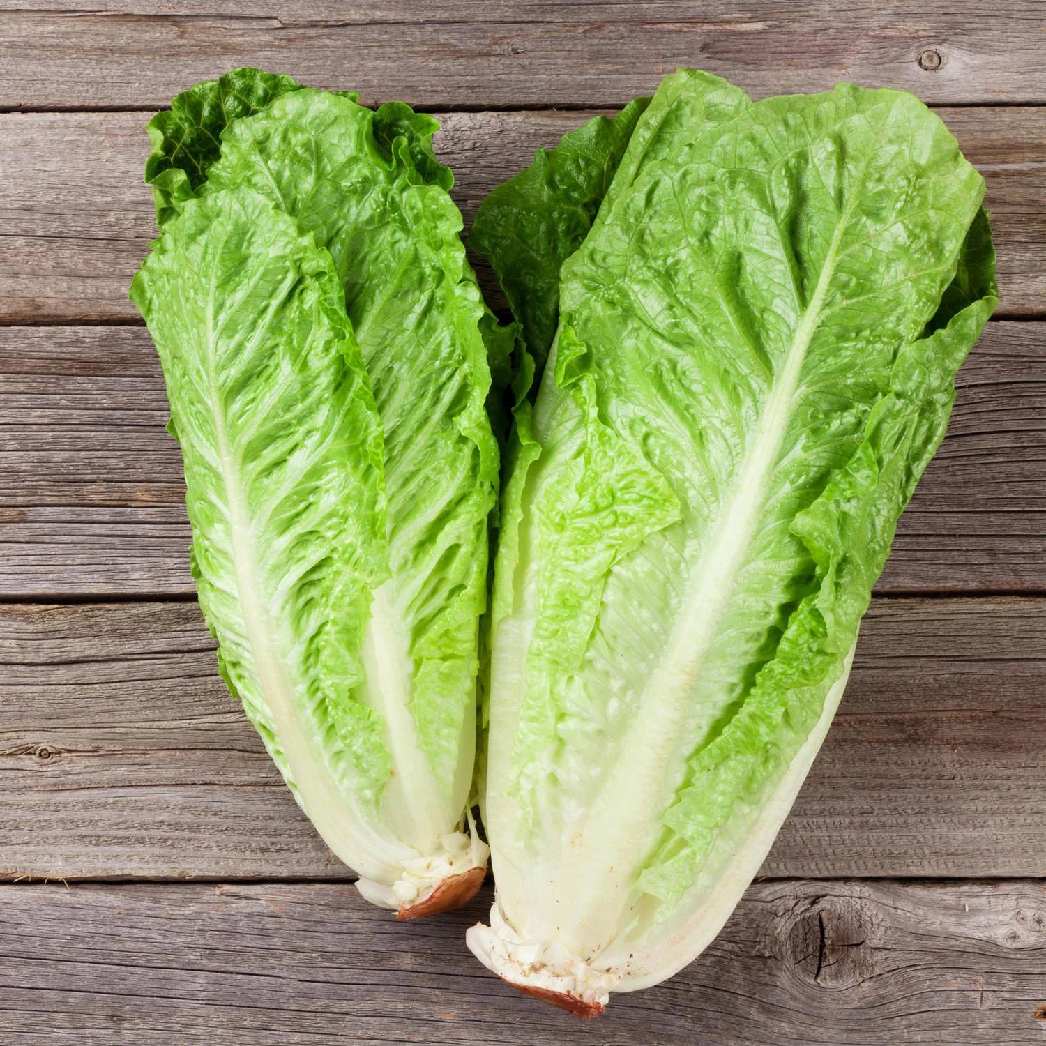 Hạt Giống xà lách romaine xanh