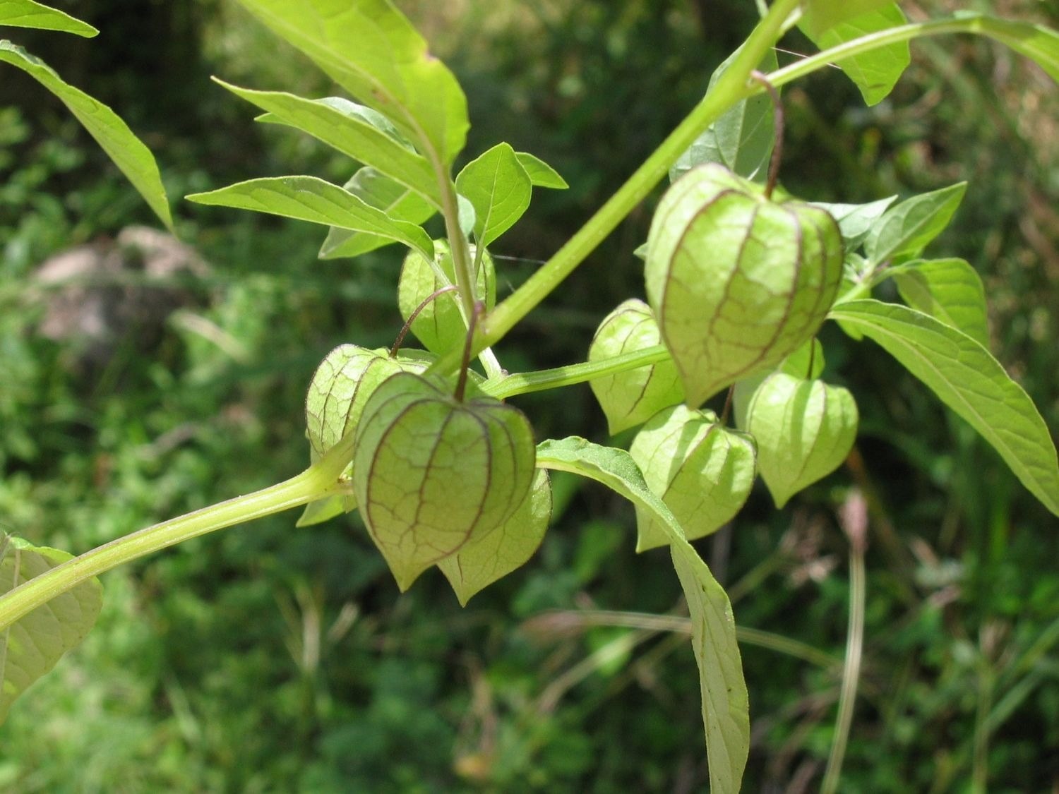 Hạt Giống Rau tầm bóp