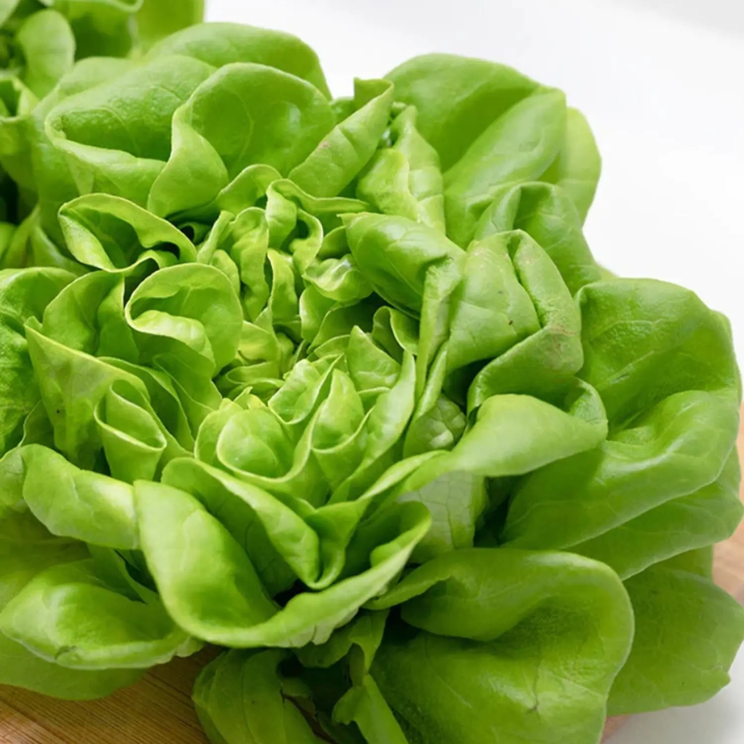 Hạt Giống Xà lách cos hoa hồng xanh