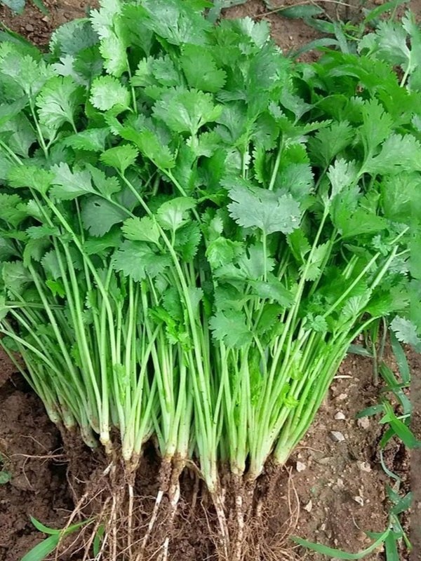 1000015434 Hạt Giống Ngò ri ( mùi ta )