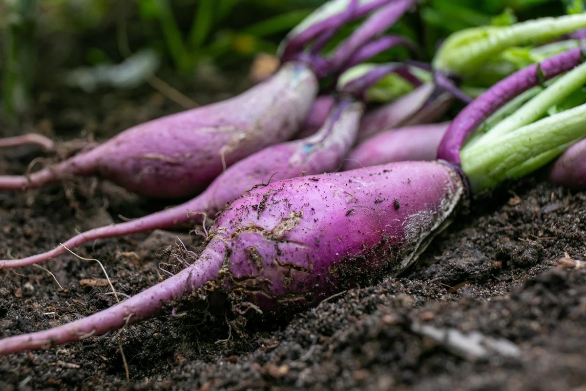 Hạt Giống Củ cải tím Daikon F1