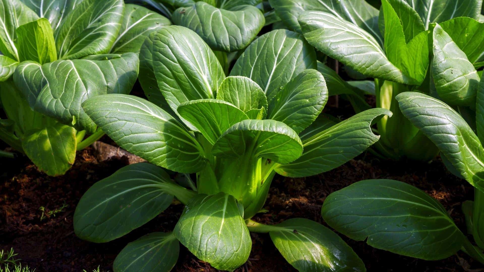 26 Hạt Giống Cải thìa xanh ( pokoy xanh )