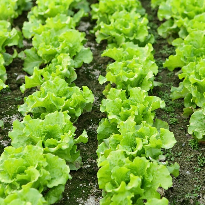 Hạt Giống Xà lách dúm