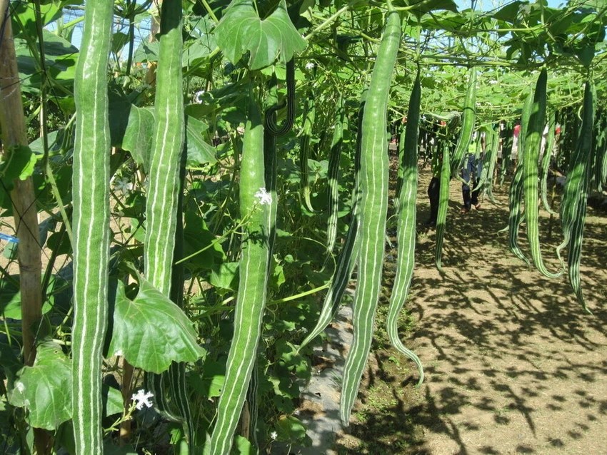 5-snake-gourd-arshiayat-original-imagrfh4zkpsmvb7 Hạt Giống Mướp rắn siêu dài