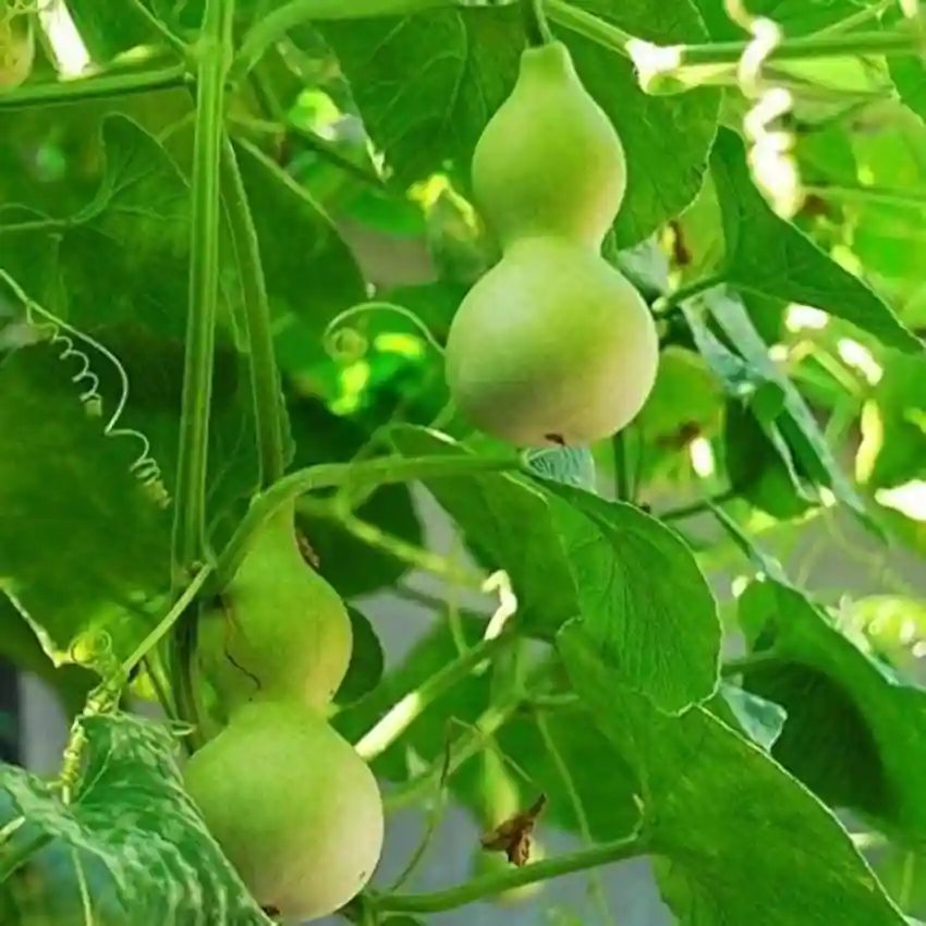 Hạt Giống Bầu hồ lô mini