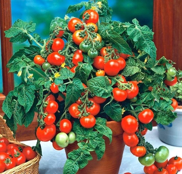 5fb500d5036b157f805eede7_ebea01bb-d609-44af-bdef-c835cd6e7bd3 Hạt Giống Cà chua bi kiểng lùn đỏ F1