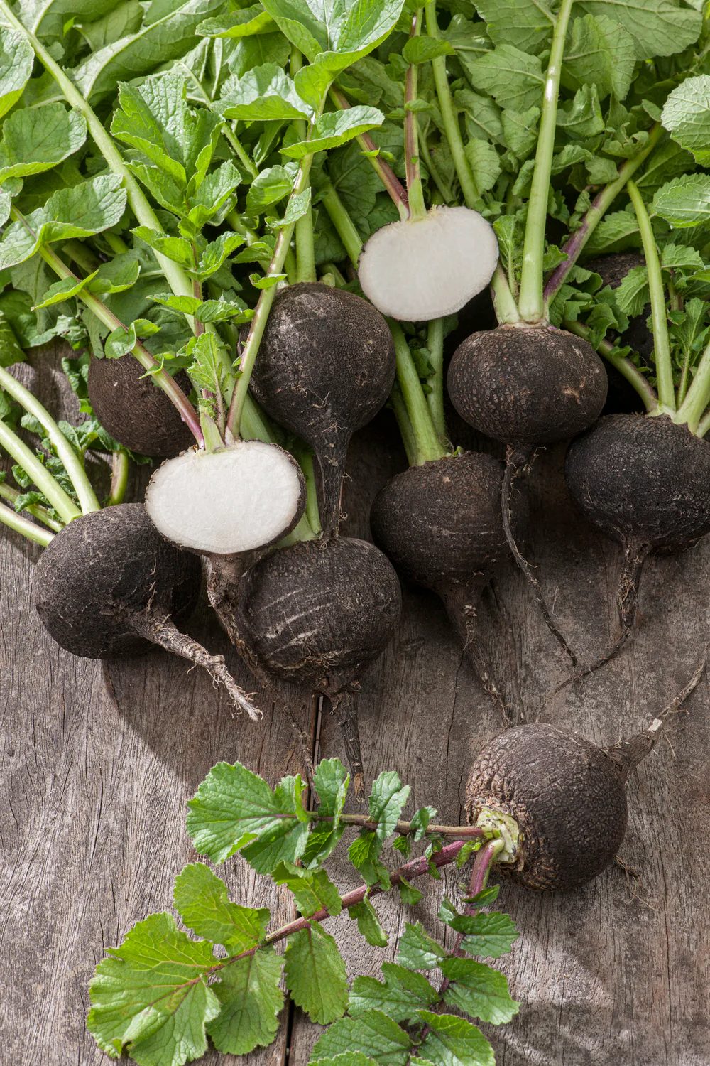 61040_Radish_Black_Spanish Hạt Giống Củ cải cherry đen