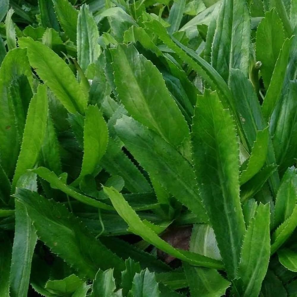 61U4x4BscVL._UF1000,1000_QL80_ Hạt Giống Ngò gai ( mùi tàu )