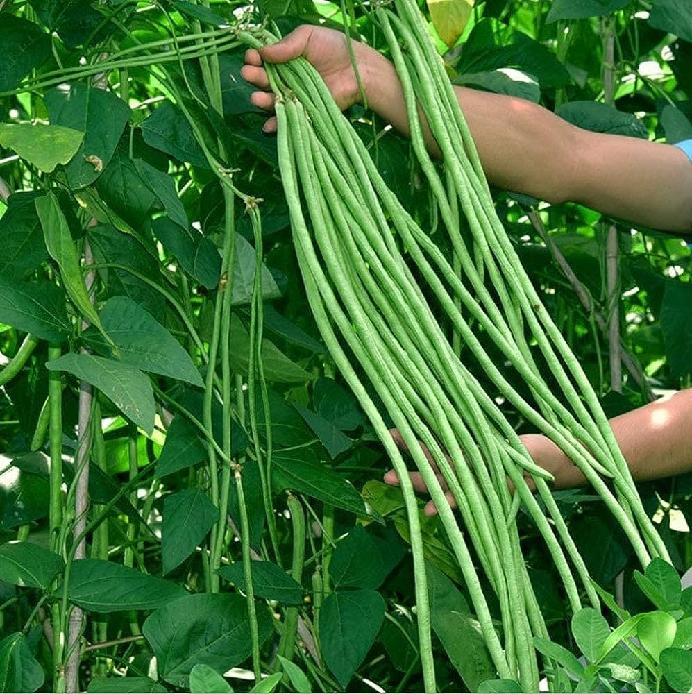 71LqRrqlGjL._UF1000,1000_QL80_ Hạt Giống Đậu đũa xanh