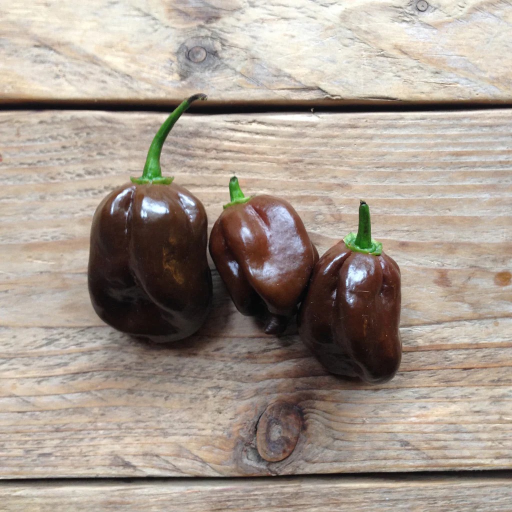 Hạt Giống Ớt Habanero socola