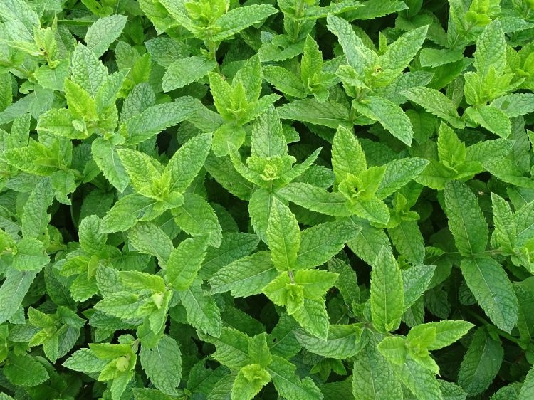 80 Hạt Giống Húng cây