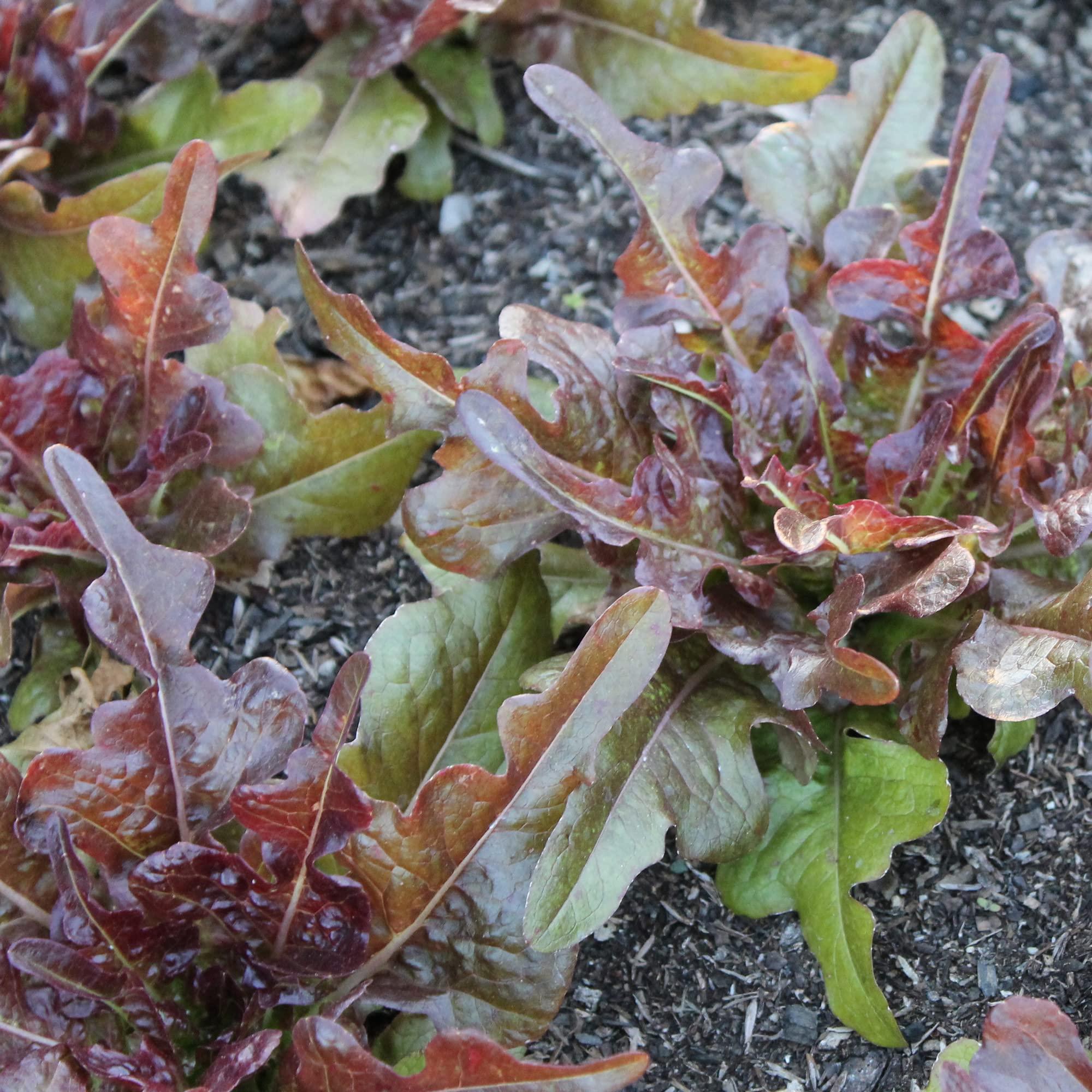 Hạt Giống Xà lách oakleaf tím
