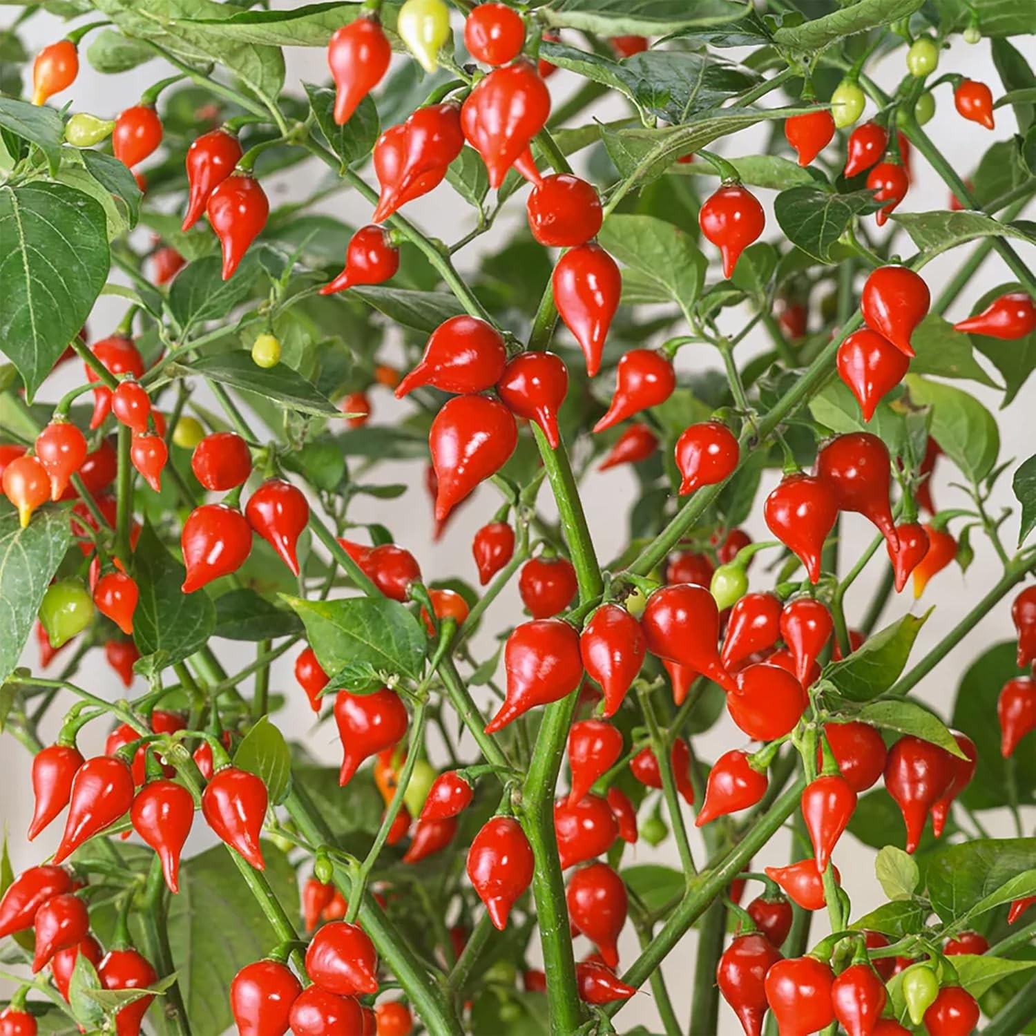 81diJkCR4dL._AC_SL1500_ Hạt Giống Ớt mỏ chim đỏ Biquinho Red F1