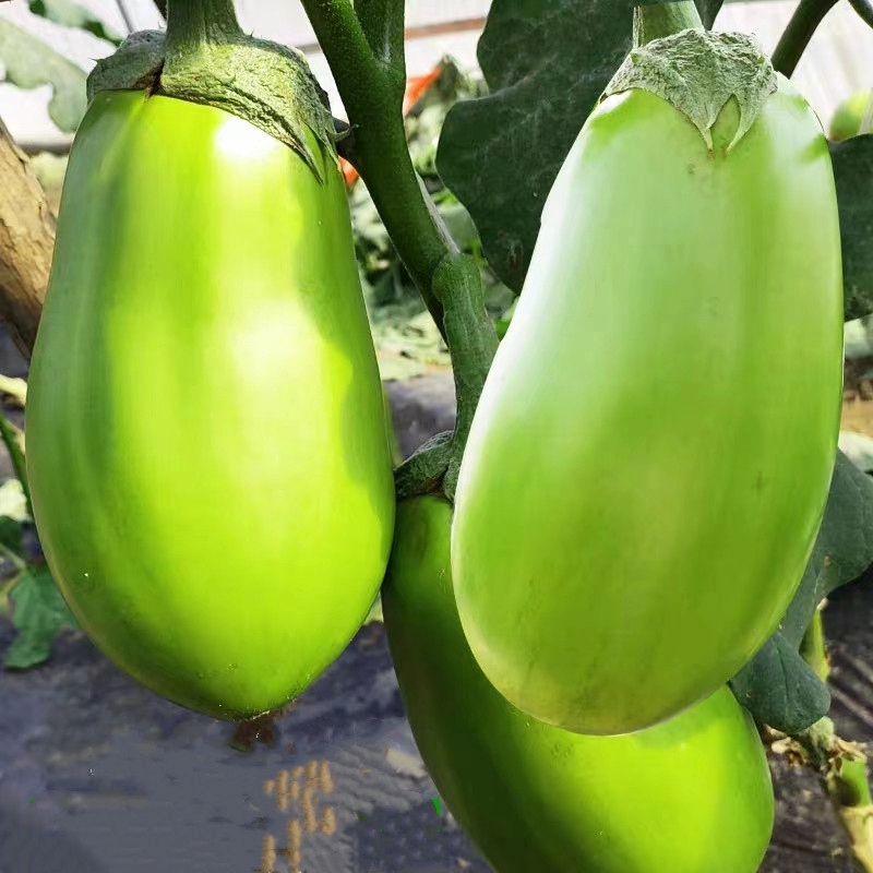 86aa61de546a0a0bdac34c3b05716248 Hạt Giống Cà bát xanh