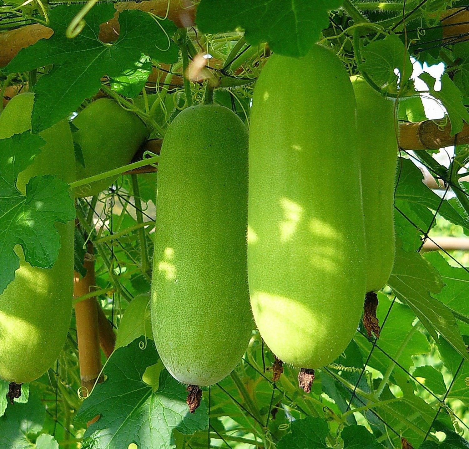 91BqbFMyTOL Hạt Giống Bí đao chanh