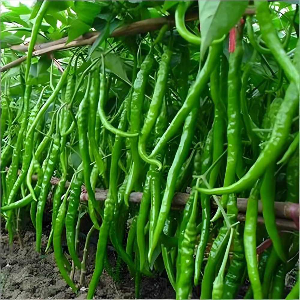 Hạt Giống Ớt đũa xanh dài