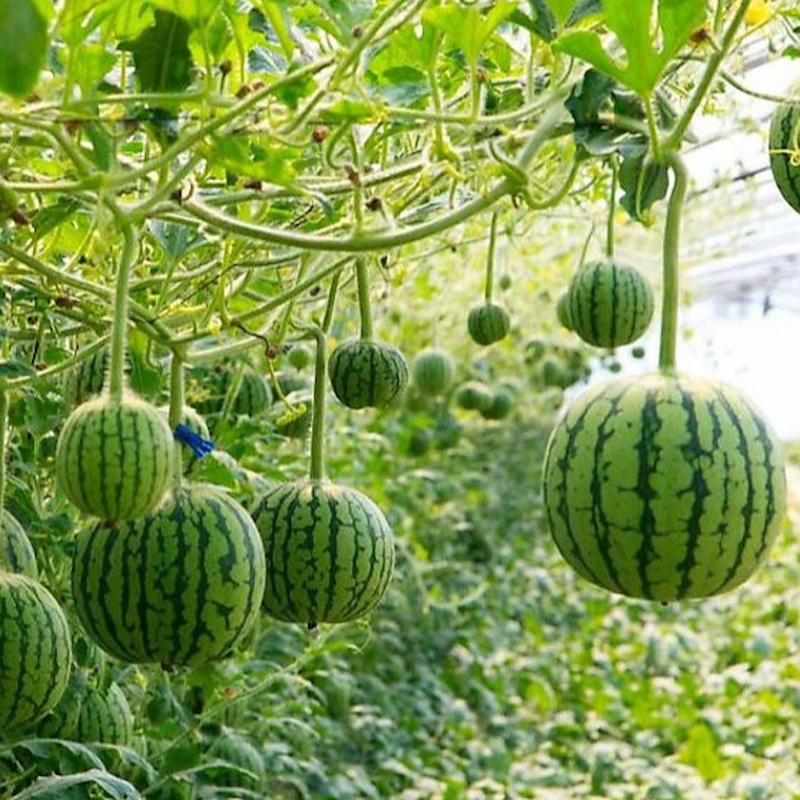 Hạt Giống Dưa hấu táo