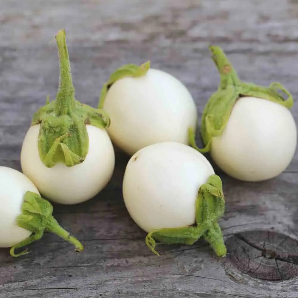 Hạt Giống Cà pháo chùm trắng