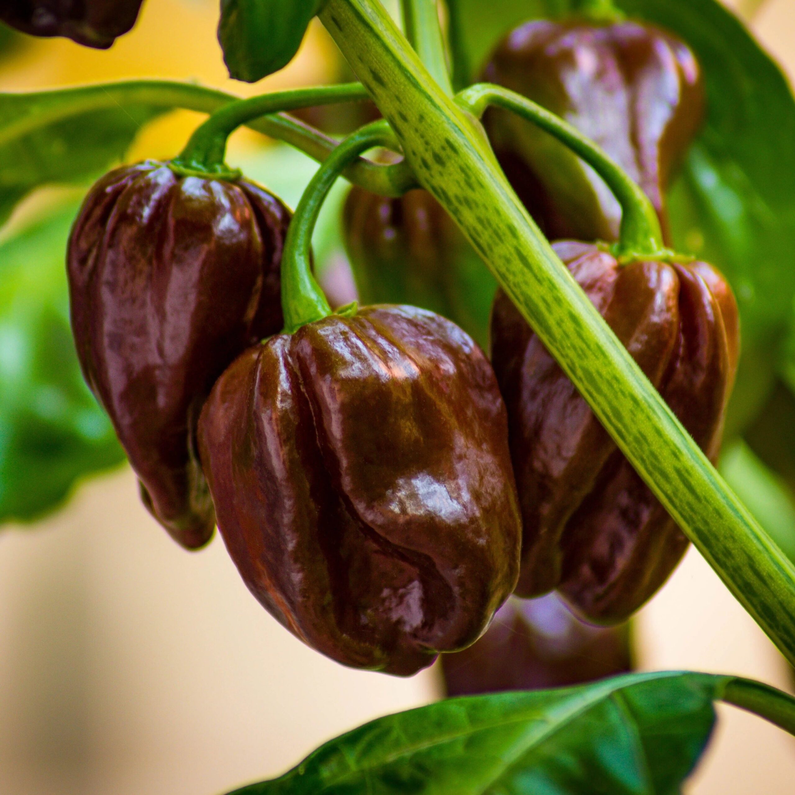 Hạt Giống Ớt Habanero socola