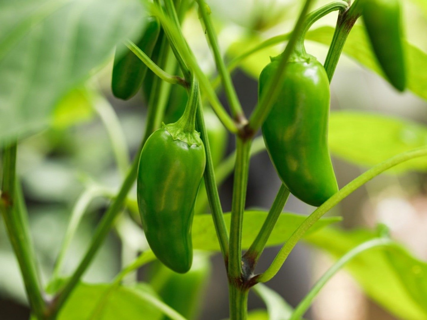 Hạt Giống Ớt Japaleno F1