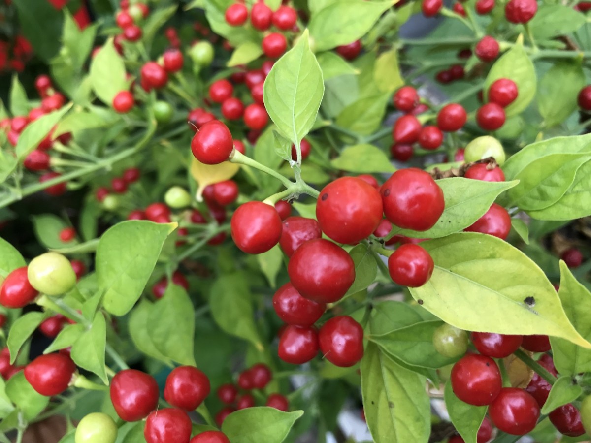 Aji_Charapita_3-8e2b1d8b Hạt Giống Ớt Peru Aji Chaparita đỏ