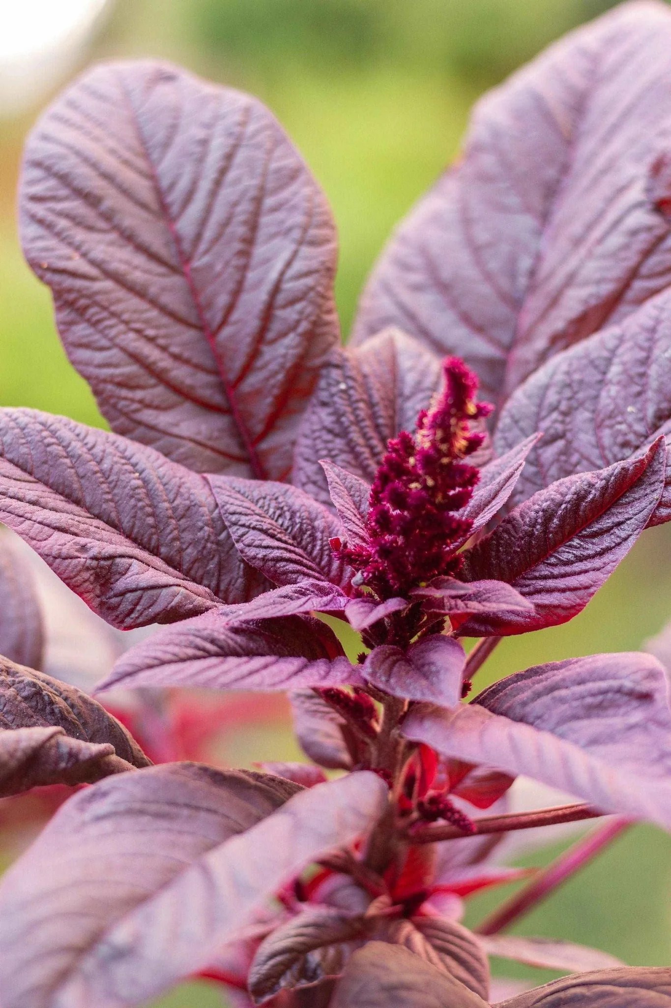 Rau dền đỏ – Ninseeds
