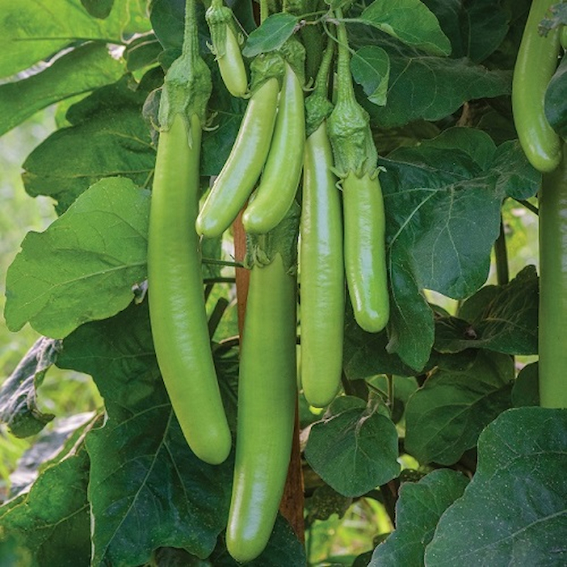 Aubergine Green Knight Hạt Giống Cà mỡ xanh dài