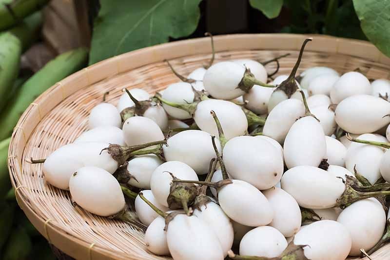 Hạt Giống Cà trứng ngỗng