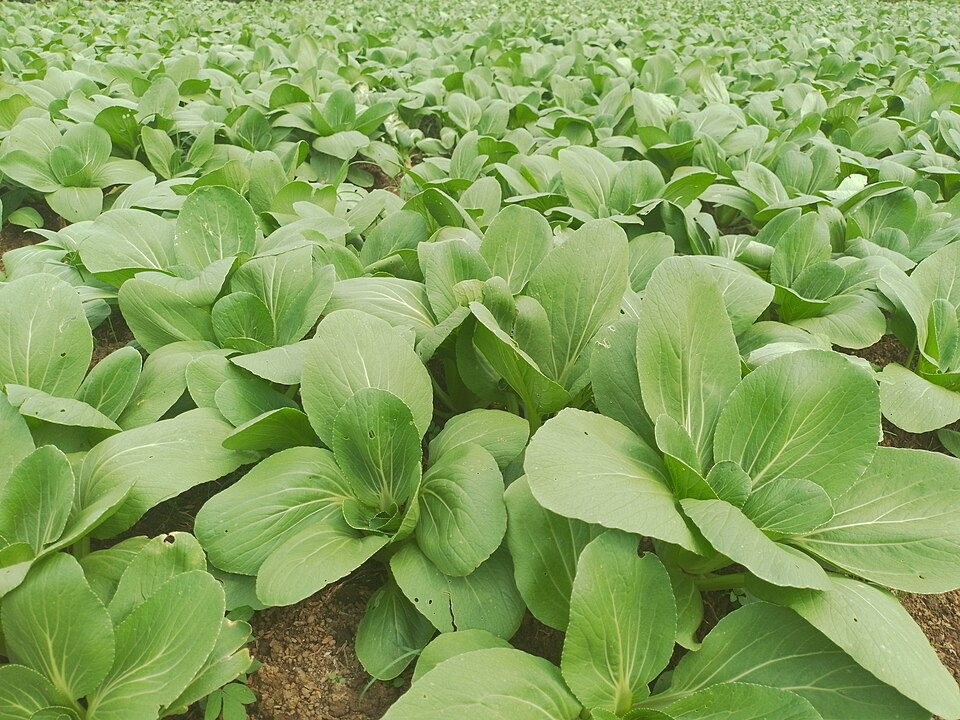 Bok_Choy (1) Hạt Giống Cải thìa xanh ( pokoy xanh )