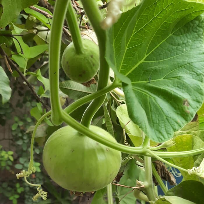 Bottle-Gourd-Round Hạt Giống Bầu táo F1
