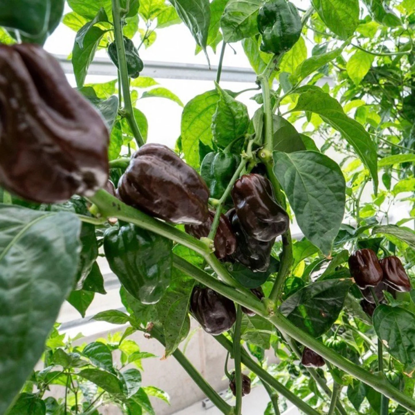 Hạt Giống Ớt Habanero socola