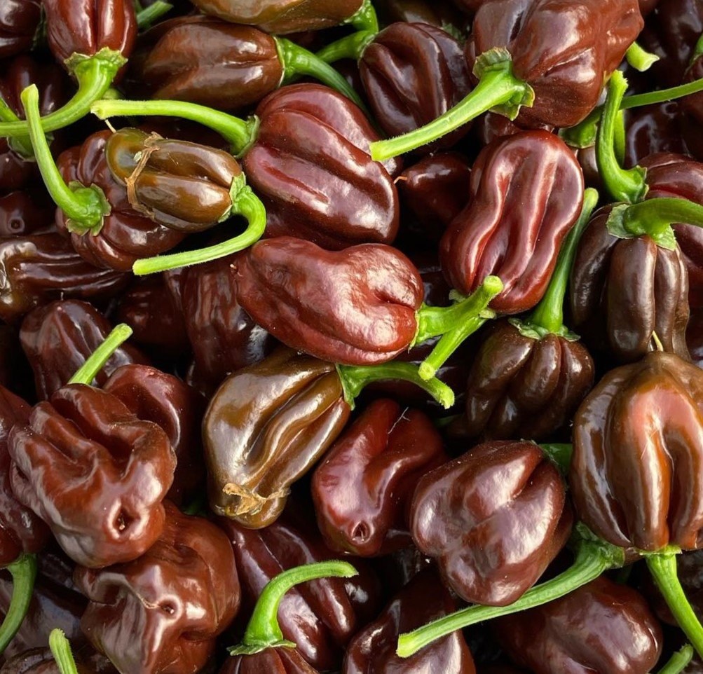 Hạt Giống Ớt Habanero socola