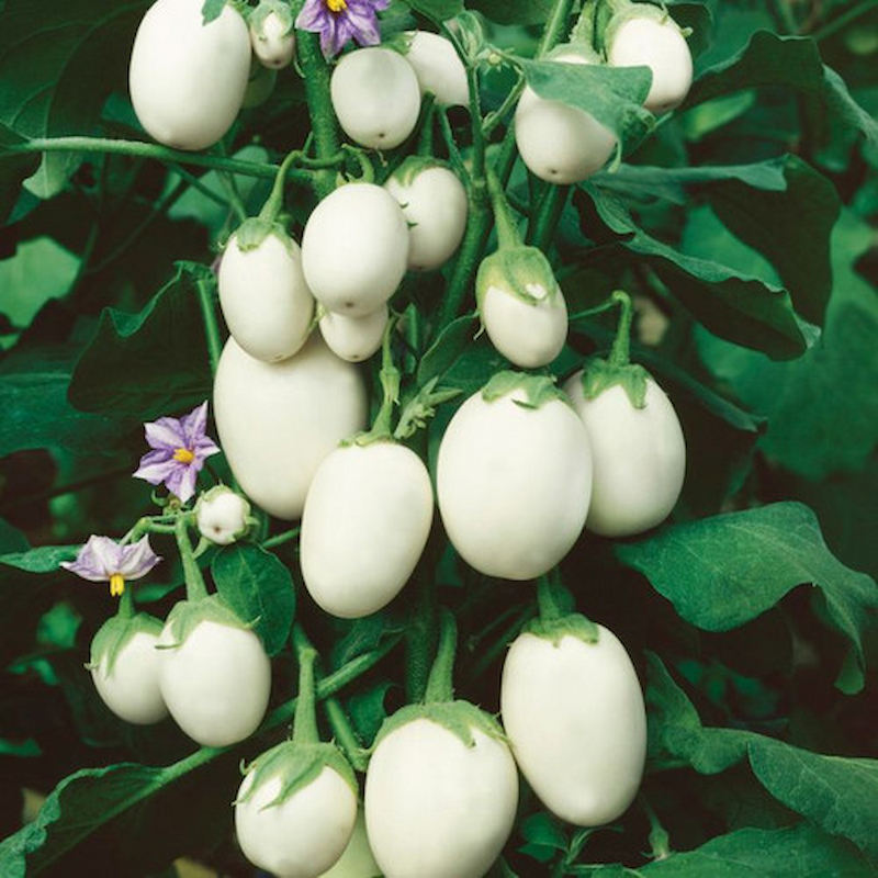 Hạt Giống Cà trứng ngỗng