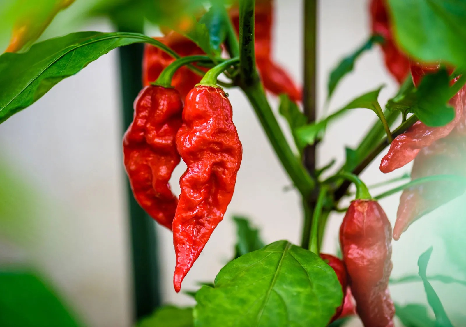 Ghost-pepper Hạt Giống Ớt trung đoàn siêu cay