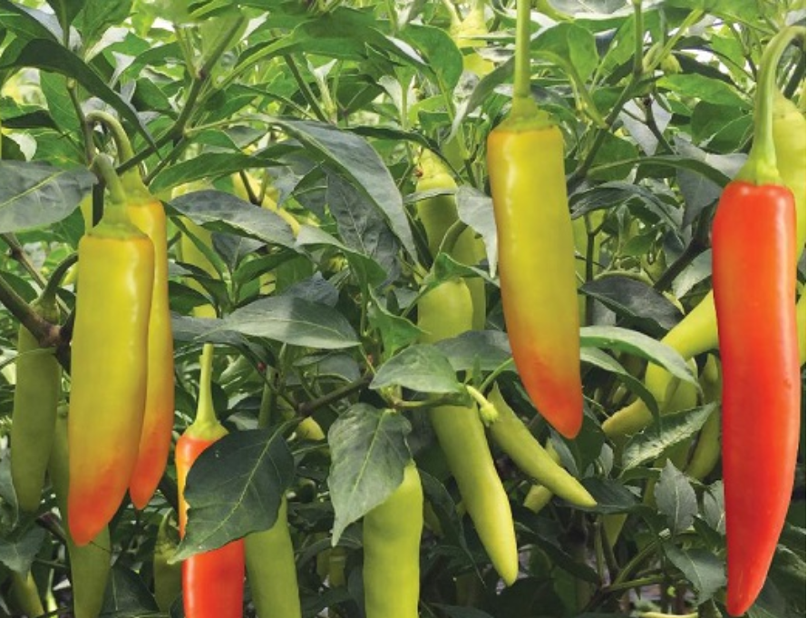 Golden-Horn-Chili-Pepper-Ot-Sung-Vang Hạt Giống Ớt Huế siêu cay