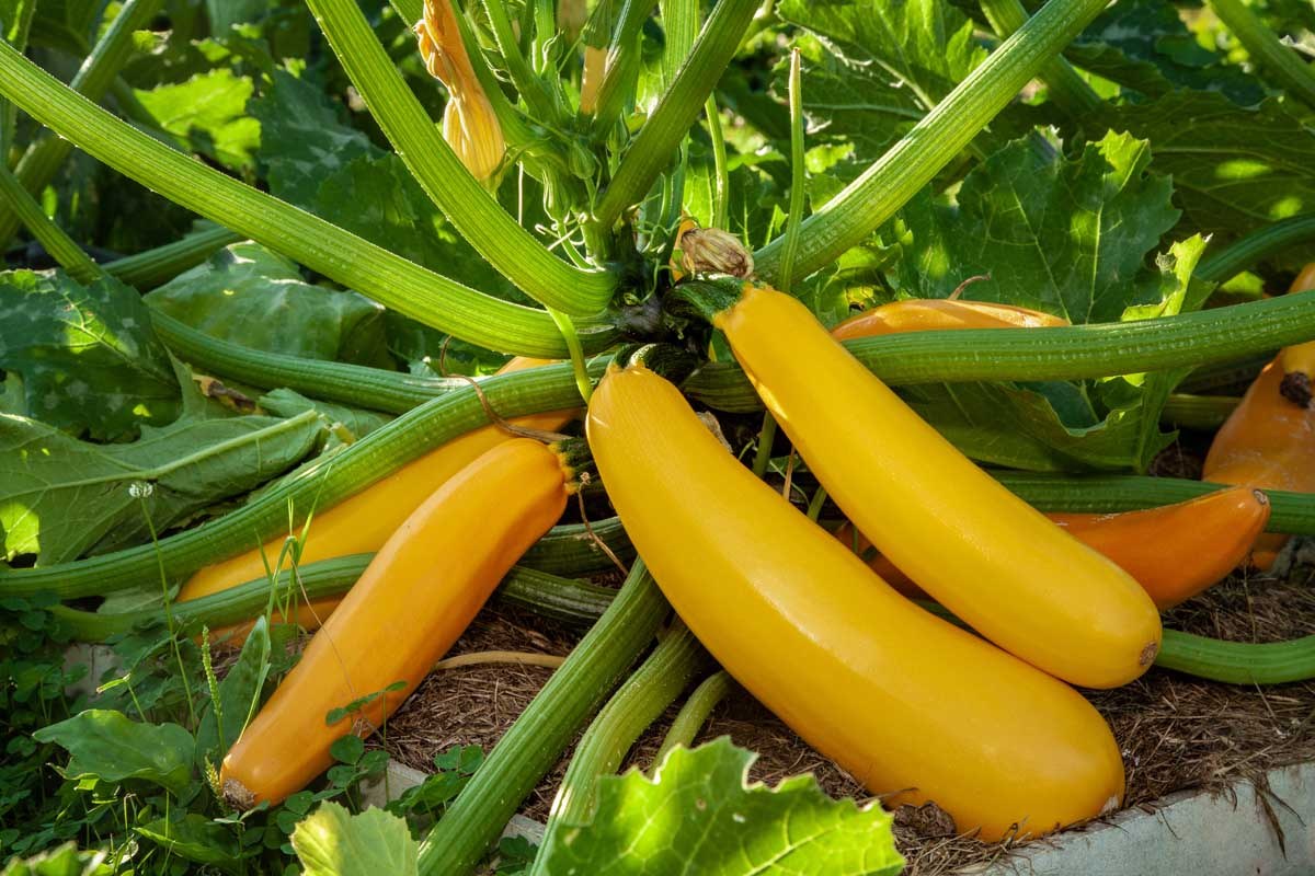 Hạt Giống bí ngòi vàng