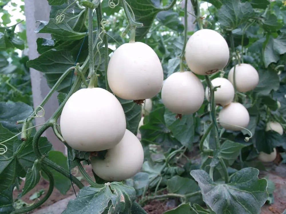 Hạt Giống Dưa lê Bạch ngọc ruột trắng