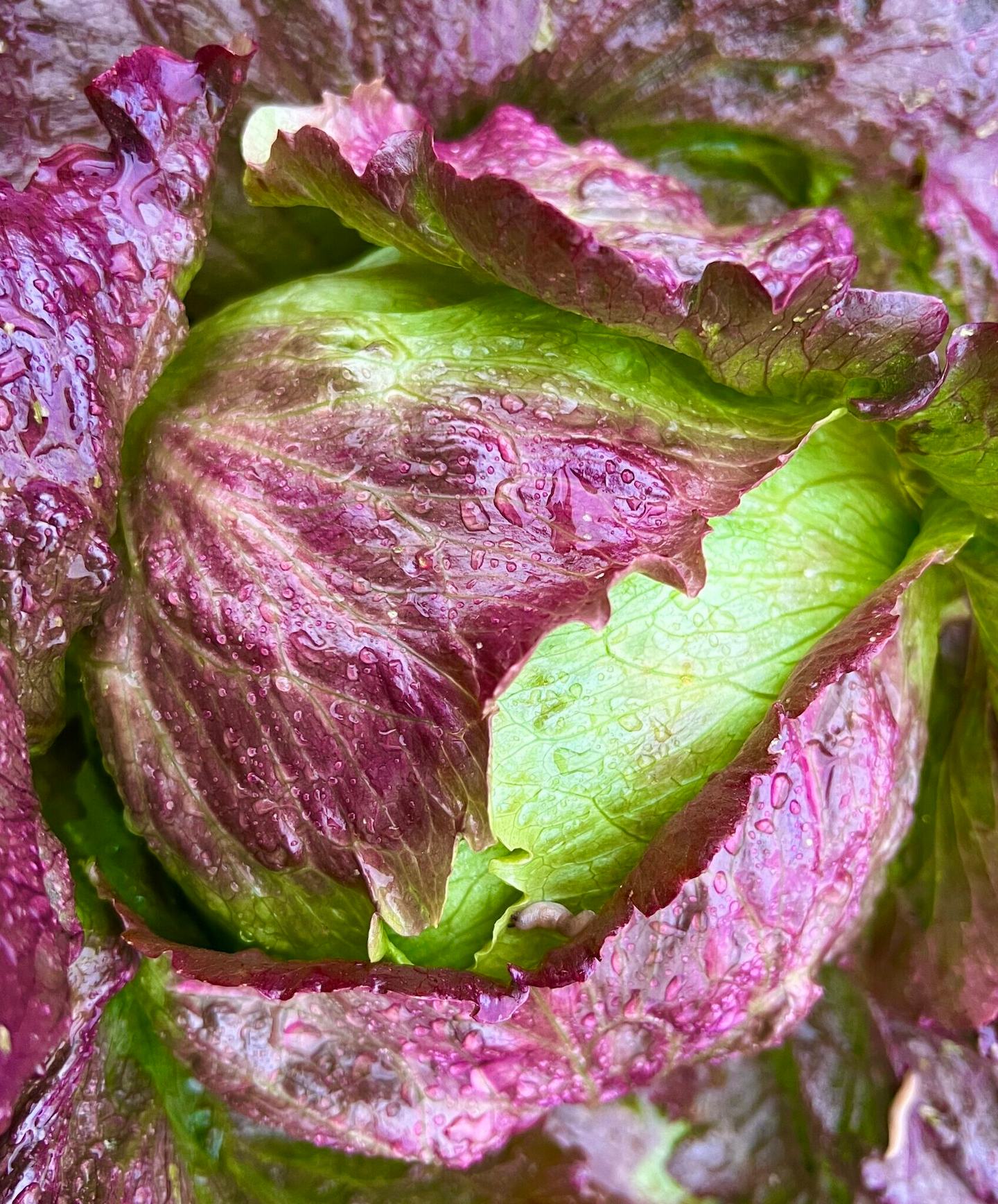 Hạt Giống Xà lách cuộn tím iceberg