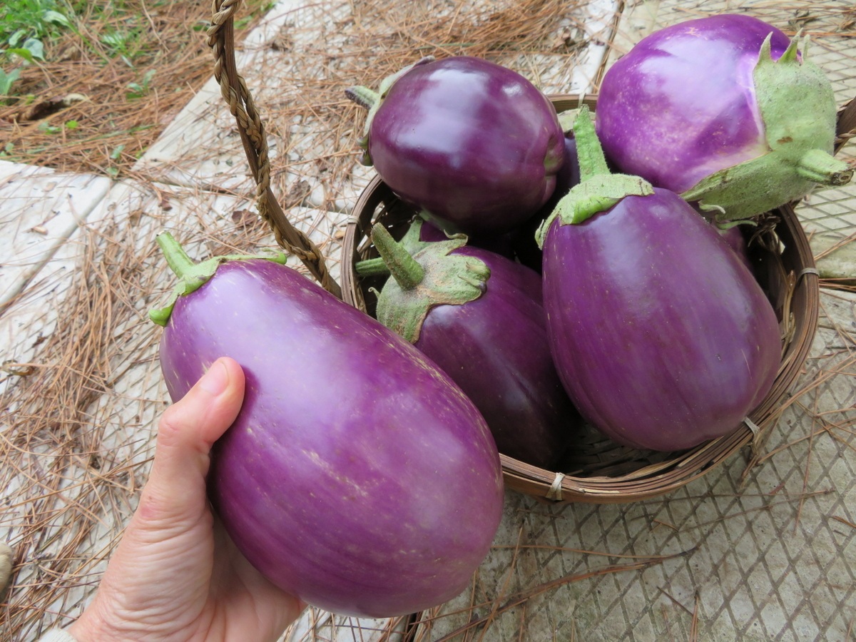 Hạt Giống Cà bát tím